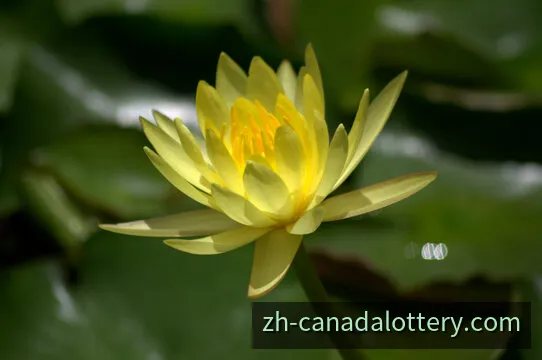 加拿大28官网信息与服务概览